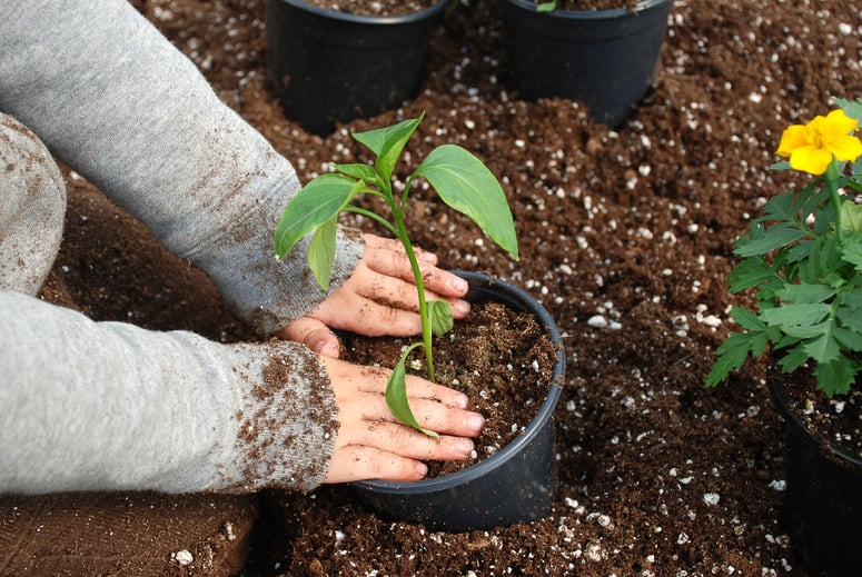 Child Gardening