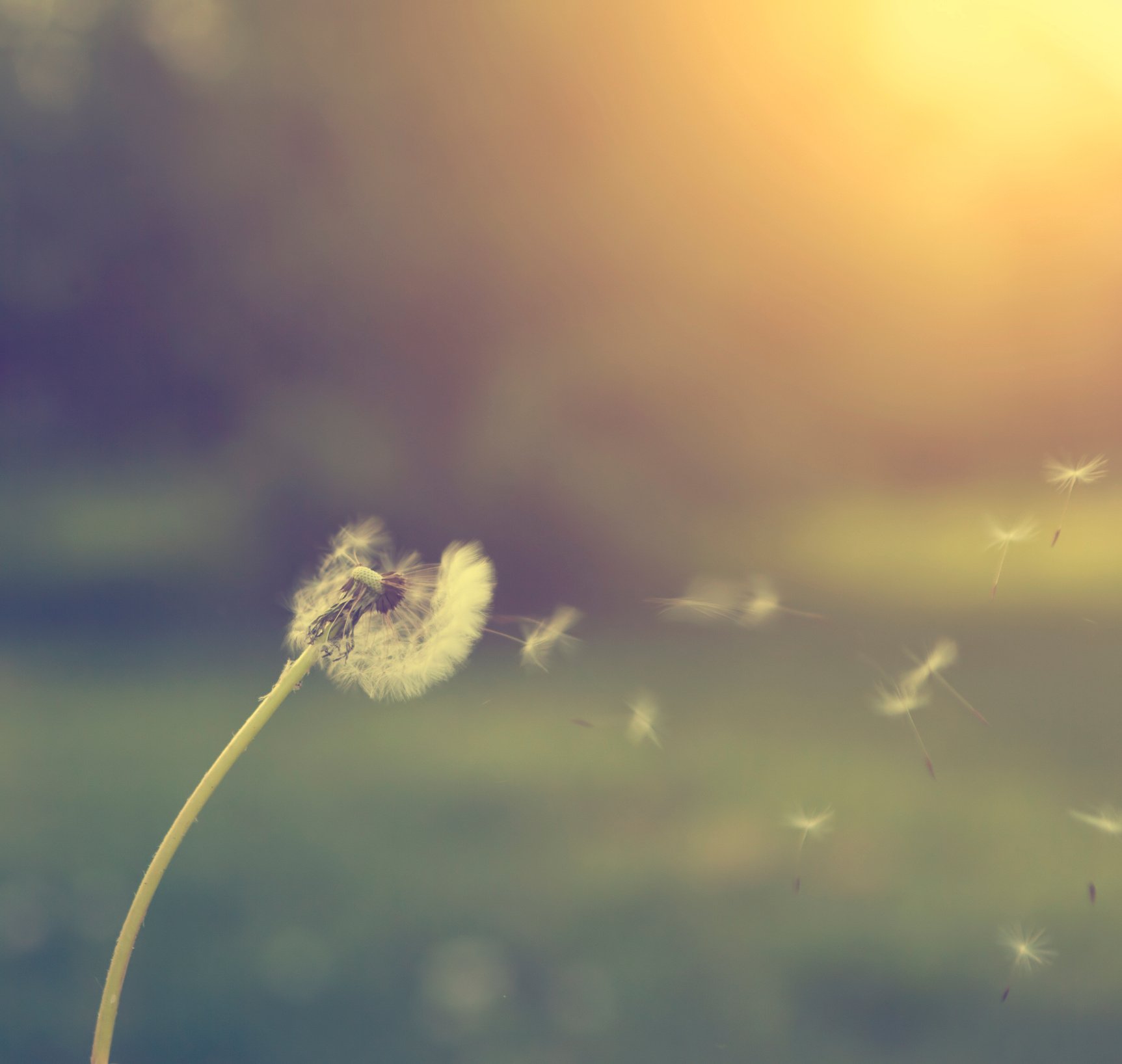 Wind blowing dandelion